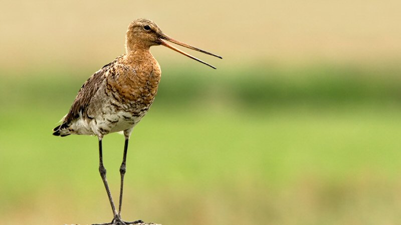 Grutto en kievit in de problemen