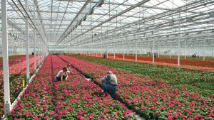 Regeling arbeidsmigranten in juni in de raad