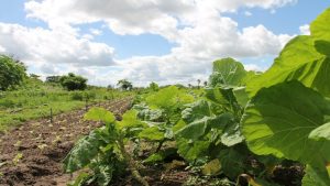 Meer biologische en duurzame landbouw