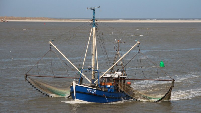 Miljoenen euro’s voor visstand in IJsselmeer