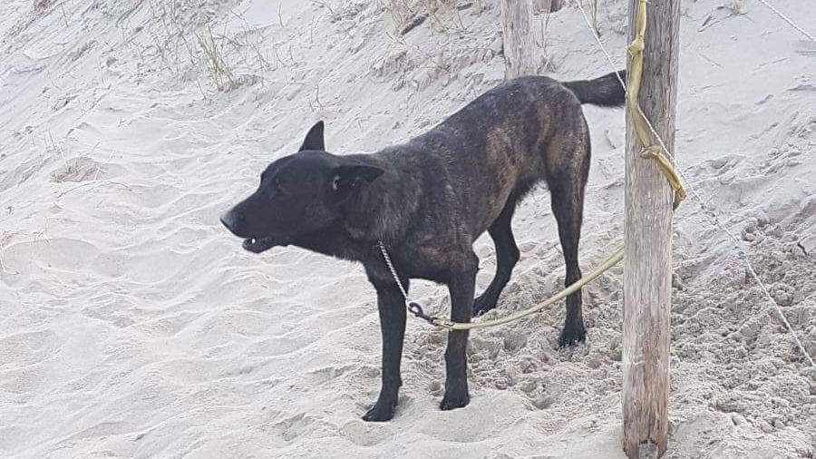 Hond achtergelaten in Callantsoog