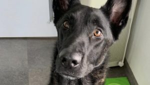 Nog geen idee wie de hond achterliet
