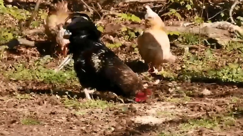 Onbekende dumpt elf hanen in Dijkgatbos