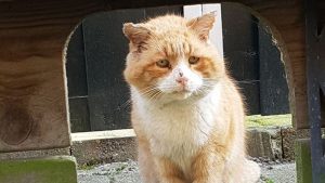 Mickey onterecht als vermist opgegeven