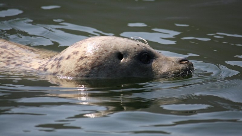 Zeehond neemt ‘verkeerde afslag’