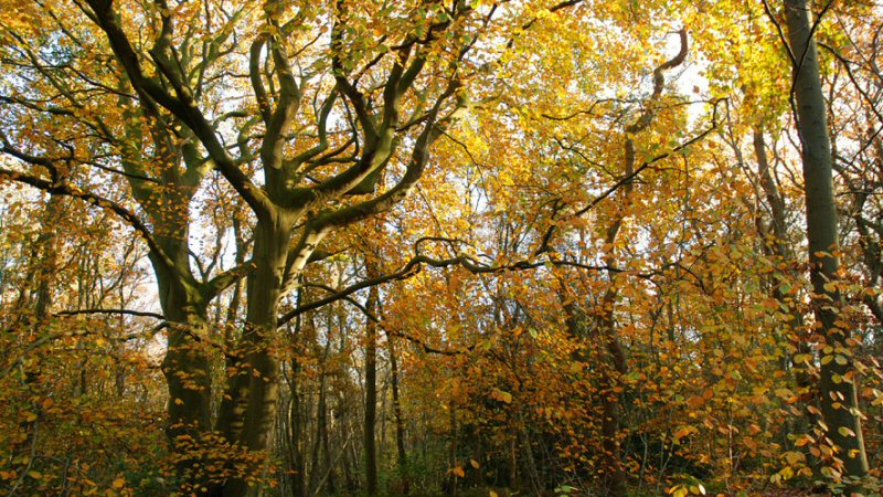 Kunst in het Wildrijk