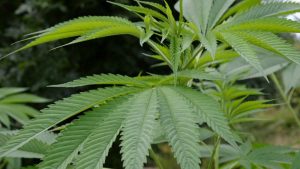 Motie medicinale cannabis raadsbreed aangenomen
