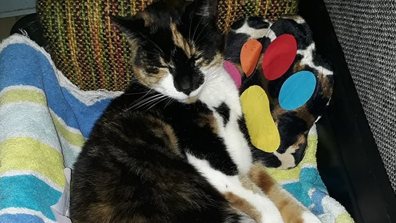 Poes beschoten in Warmenhuizen