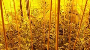 Honderden hennepplanten in Wieringerwerf
