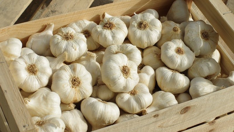 Knoflookboer profiteert van Coronavirus