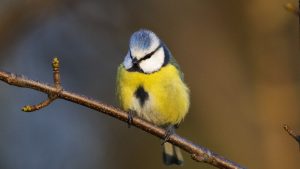 Voorjaarscursus vogels herkennen