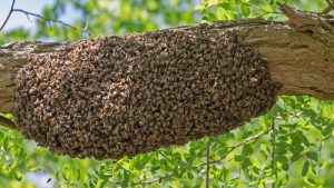 Met groenadoptie bijen en vlinders helpen