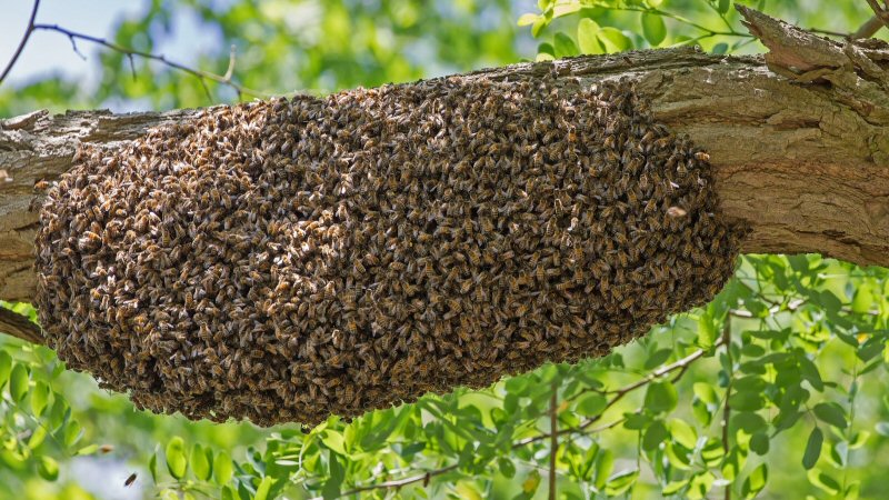 Met groenadoptie bijen en vlinders helpen