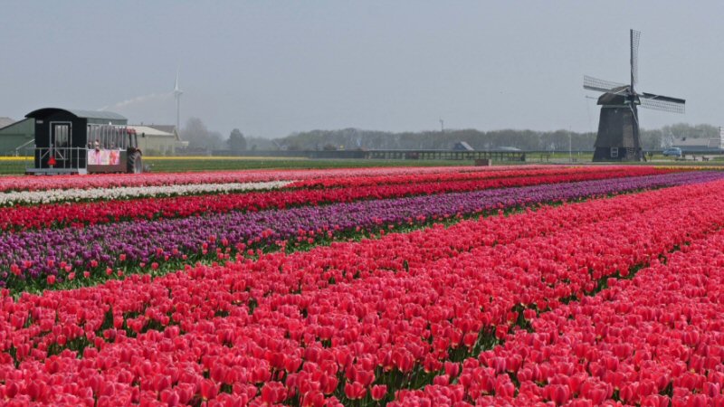 ‘Rooien van bollen in gevaar door coronavirus’