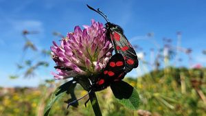 Je eigen tuin of bloemenweide op gemeentegrond