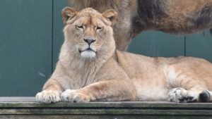 Coronacrisis treft ook Stichting Leeuw