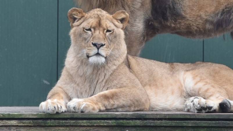 Coronacrisis treft ook Stichting Leeuw