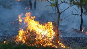 Rookverbod in natuurgebieden