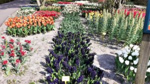 Poldertuin in volle bloei