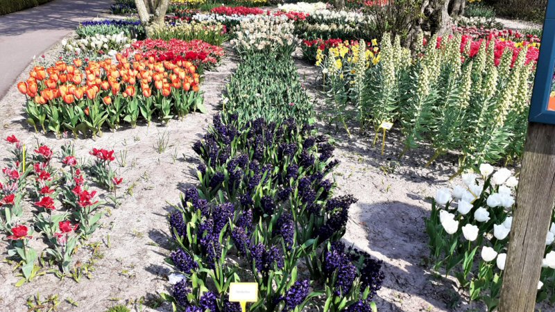 Poldertuin in volle bloei