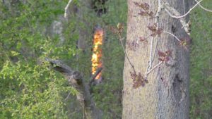 Boom in brand op Vliedlaan