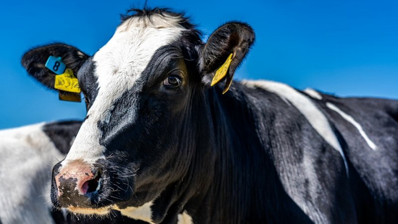 Koe in wei blijft definitief vergunningsvrij