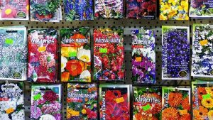 Met spoed op zoek naar zakjes bloemzaden