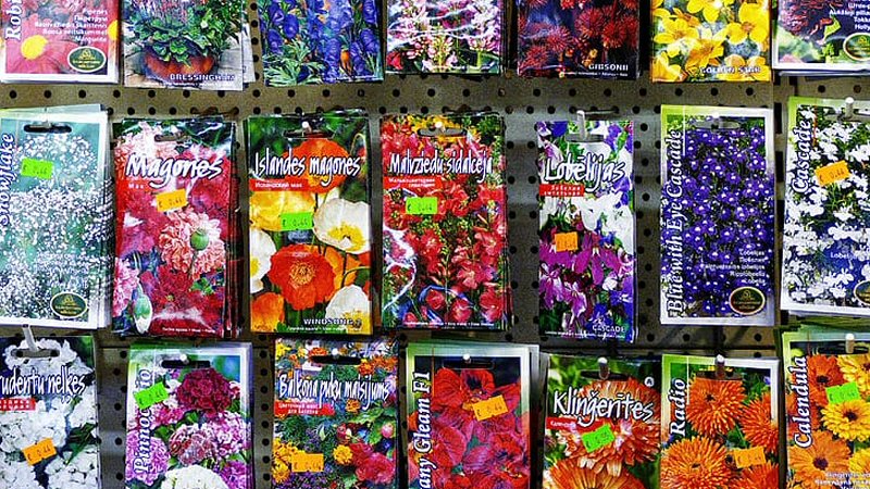 Met spoed op zoek naar zakjes bloemzaden