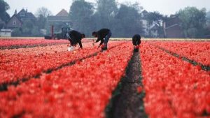 “Vervoer arbeidsmigranten lastig in deze tijd”