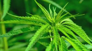 Twee weggebruikers testen positief op THC