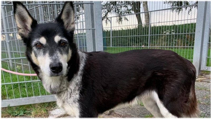 Ouder loslopend hondje aangetroffen in park