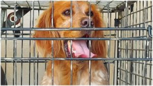 Wandeltocht hond Sam eindigt in Noordkop