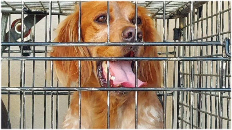 Wandeltocht hond Sam eindigt in Noordkop