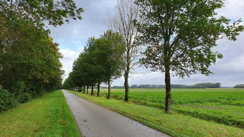1101 zieke iepen in Hollands Kroon