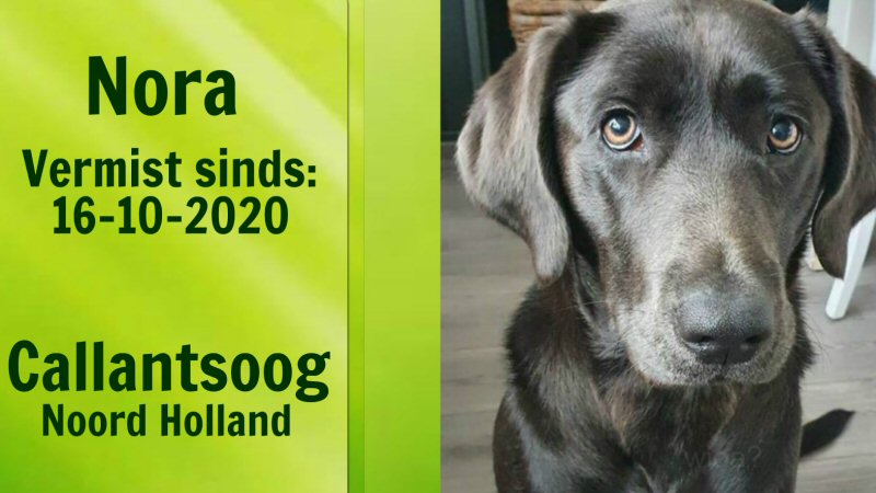 Labrador Nora mogelijk in Donkere Duinen