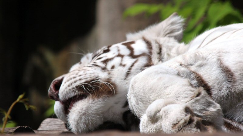 Slapen als een tijger, vogel of een luipaardkind