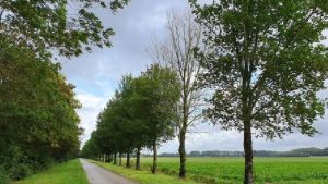 Geboortebomen beschikbaar in Hollands Kroon