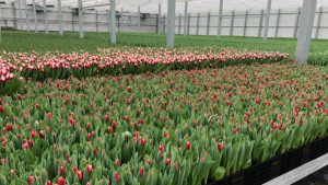 Bloemrijk Schagen tulpen naar zorginstellingen
