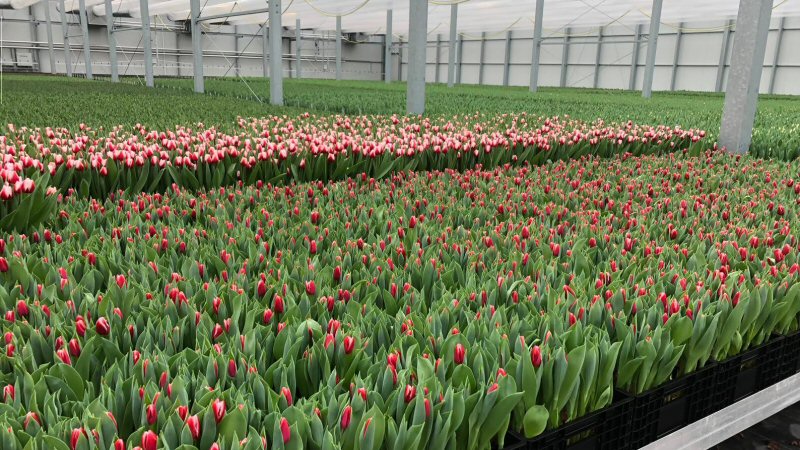 Bloemrijk Schagen tulpen naar zorginstellingen