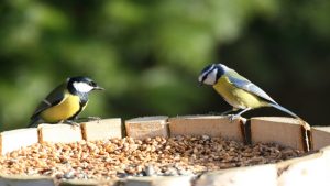 “Voer de vogeltjes met mate”