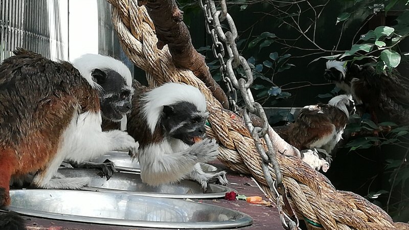 Hoenderdaell weer ‘leukste uitje’