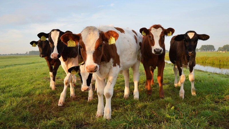 Vrijwillige aankoopregeling veebedrijven