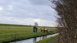 Drie schapen te water in Schagerbrug