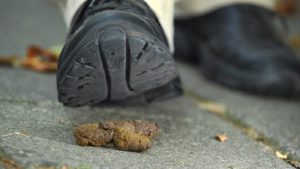 Coronapuppies, stront aan de knikker