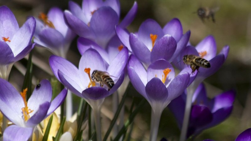 Veel nieuwe bloeiende beplanting in Schagen