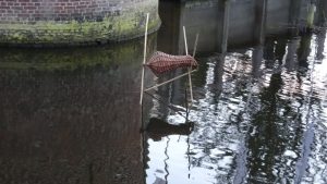 Eendenbroedkorf in Slotgracht Schagen