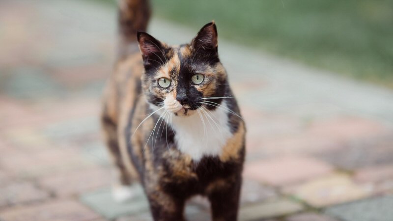 Chip controleren van avontuurlijke katten