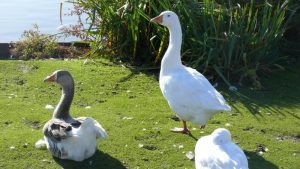 Nestbehandeling van ganzen in Schagen