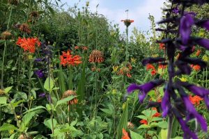 Volop lente in de Couwenhof