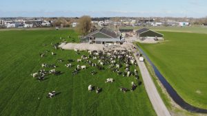 Huppelend de wei weer in